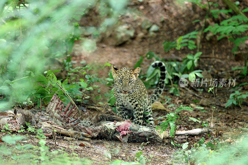 Panthera pardus delacourii